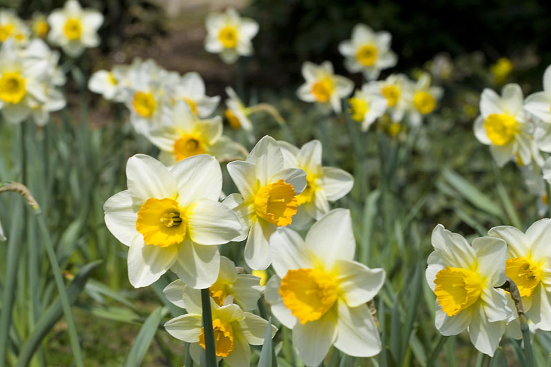 Was Ist Der Unterschied Zwischen Narzissen Und Osterglocken Gibt es einen Unterschied zwischen Osterglocken und Narzissen
