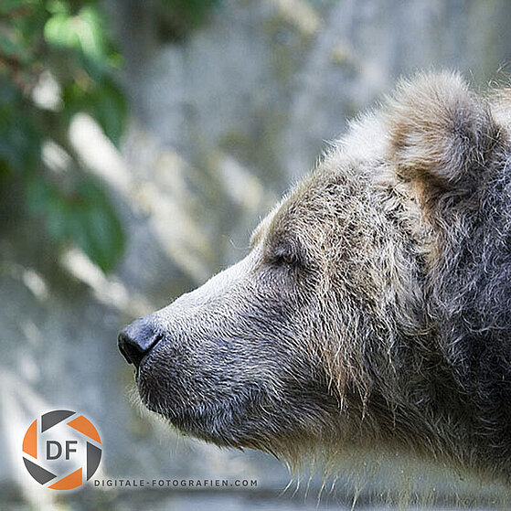 Baer-Duisburger-Zoo-023