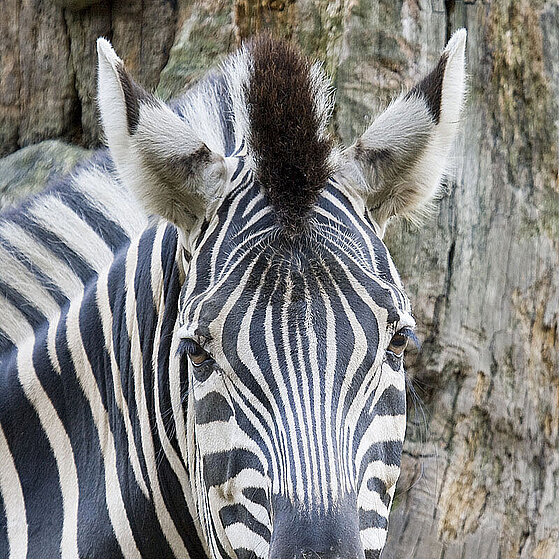 Damara-Steppenzebra-Duisburger-Zoo-037