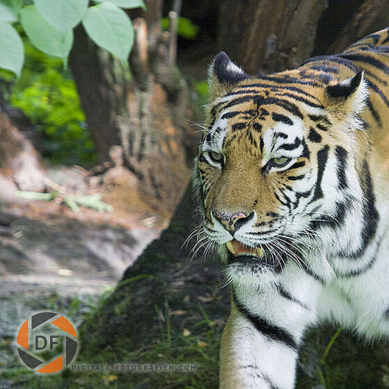 Sibirischer-Tiger-Duisburger-Zoo-011