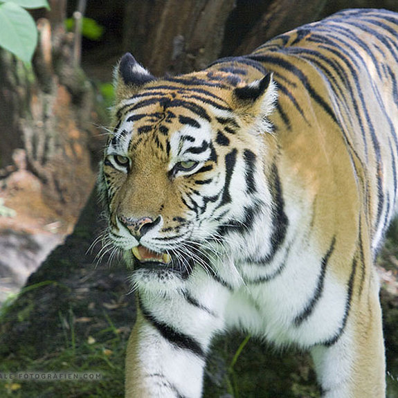 Sibirischer-Tiger-Duisburger-Zoo-011