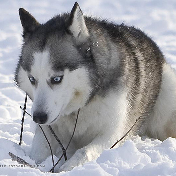 Siberian-Husky-Winter_02