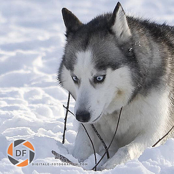 Siberian-Husky-Winter_02