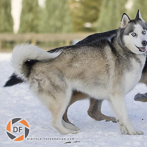 Hunde-Gruppen-Spielen_004