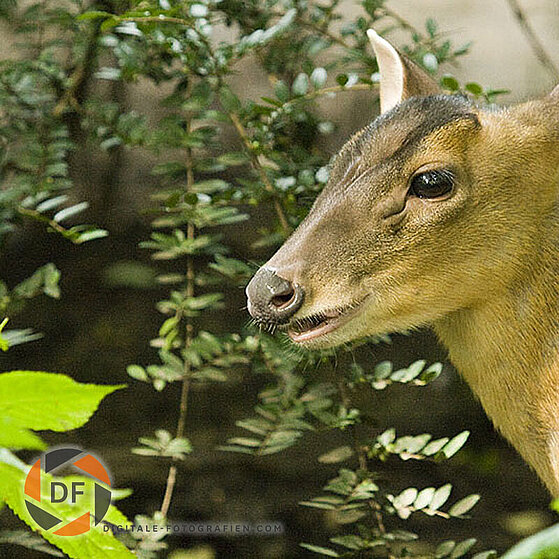 Chinesischer-Muntjak-Duisburger-Zoo-015