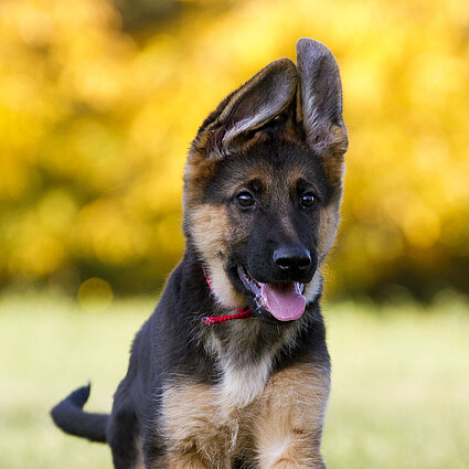 Schäferhund Welpe