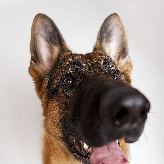 Schaeferhund-Junghund