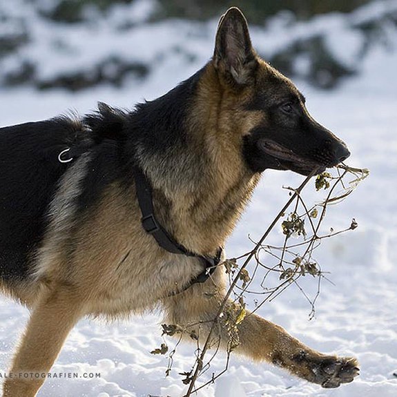 Deutscher-Schaeferhund-Junghund-Winter_03