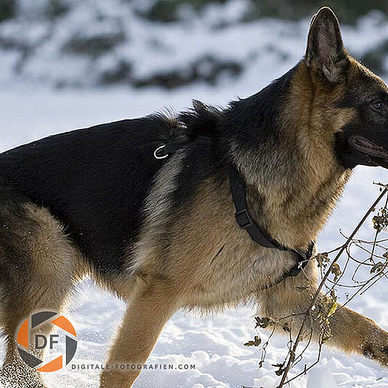 Deutscher-Schaeferhund-Junghund-Winter_03