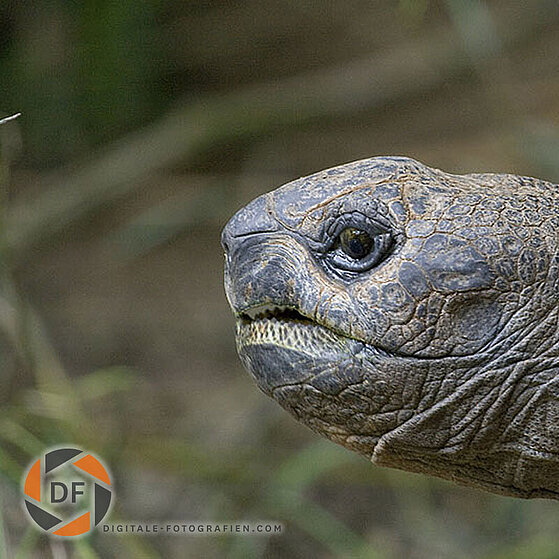 Riesen-Schildkroete-Duisburger-Zoo-063