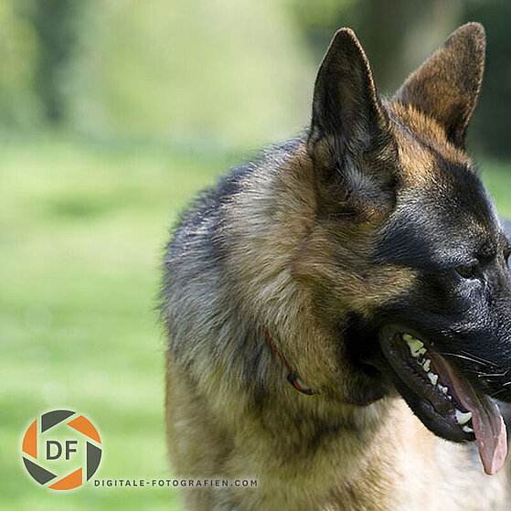 Deutscher-Schaeferhund-Chucky-005