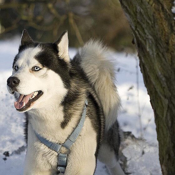 Siberian-Husky-Winter_06