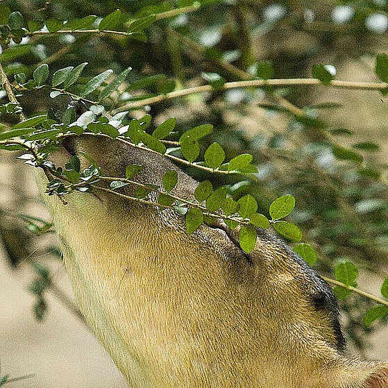 Chinesischer-Muntjak-Duisburger-Zoo-014