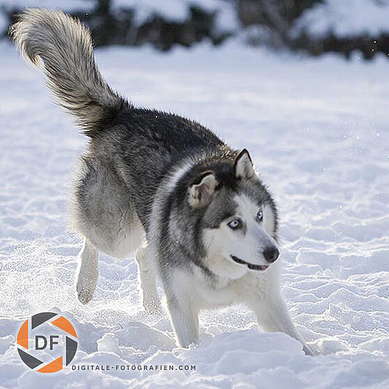 Hunde-Gruppen-Spielen_007