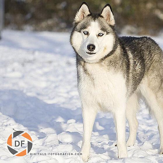 Siberian-Husky-Winter_04
