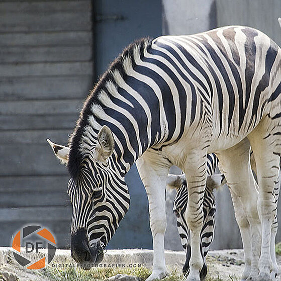 Damara-Steppenzebra-Duisburger-Zoo-035