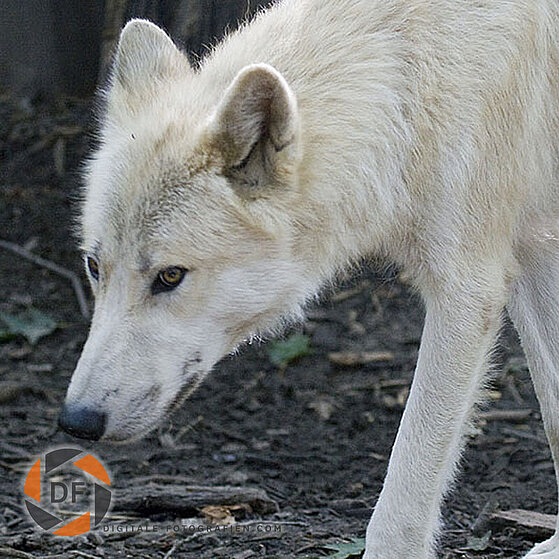 Arktischer-Wolf-Duisburger-Zoo-046