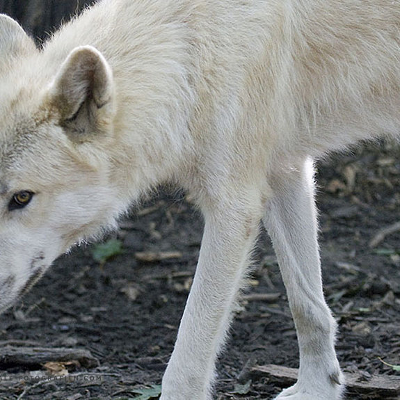 Arktischer-Wolf-Duisburger-Zoo-046
