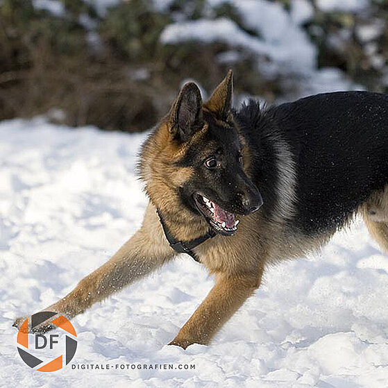 Hunde-Gruppen-Spielen_006