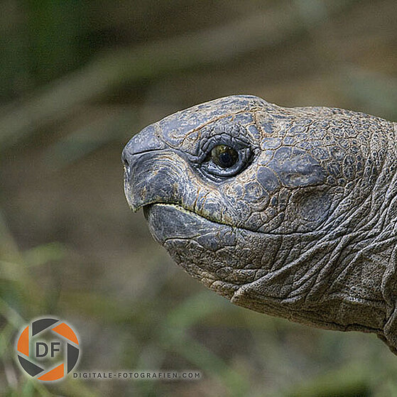 Riesen-Schildkroete-Duisburger-Zoo-062