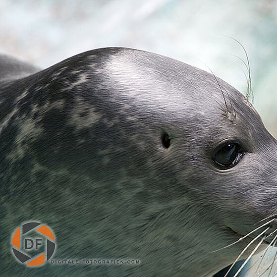 Seehund-Duisburger-Zoo-040