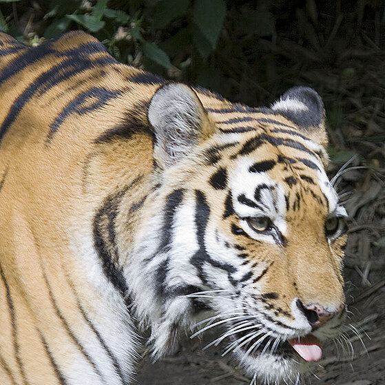 Sibirischer-Tiger-Duisburger-Zoo-009