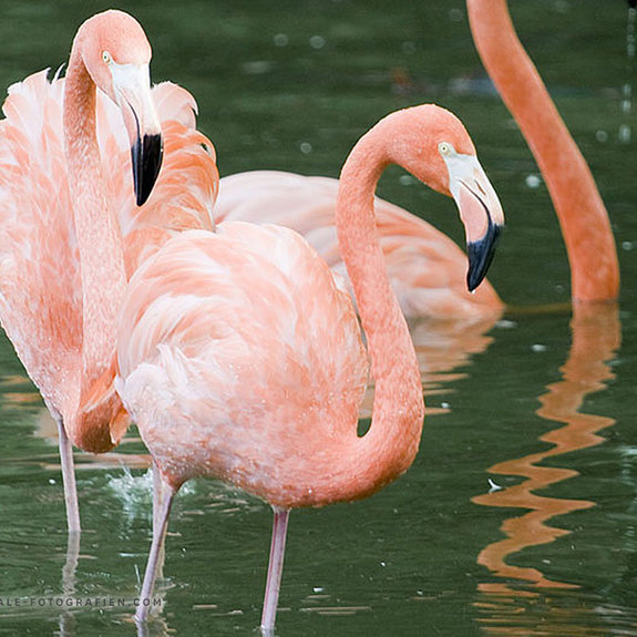 Flamingo-Duisburger-Zoo-060