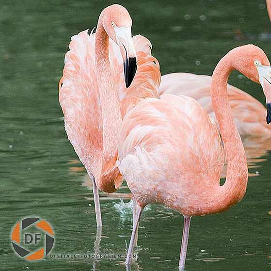 Flamingo-Duisburger-Zoo-060