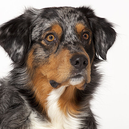 Australian-Shepherd