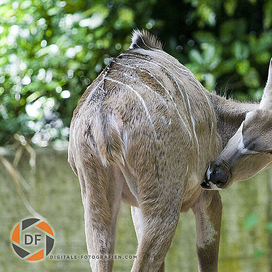 Grosser-Kundu-Duisburger-Zoo-007