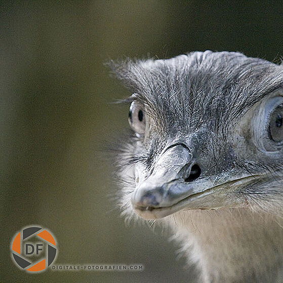 Nandu-Duisburger-Zoo-021