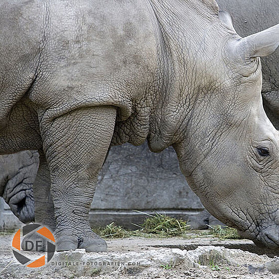 Nashorn-Duisburger-Zoo-034