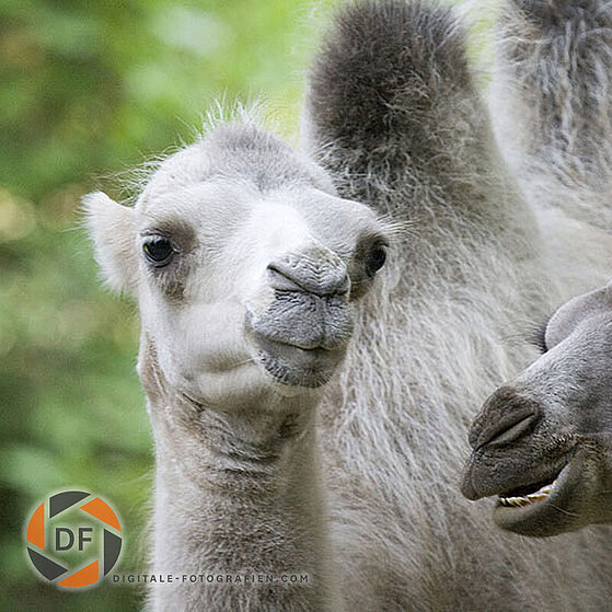 Kamel-Duisburger-Zoo-053