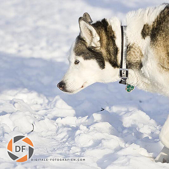 Siberian-Husky-Winter_05