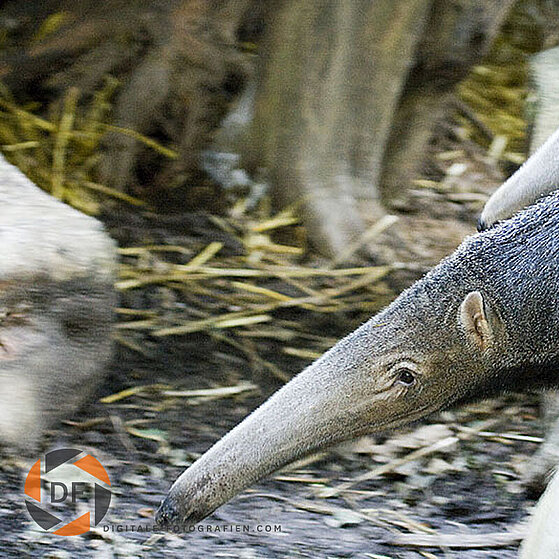 Grosser-Ameisenbaer-Duisburger-Zoo-051