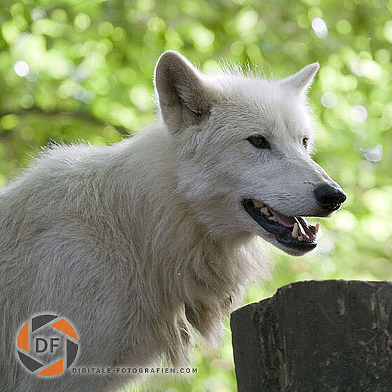 Arktischer-Wolf-Duisburger-Zoo-048