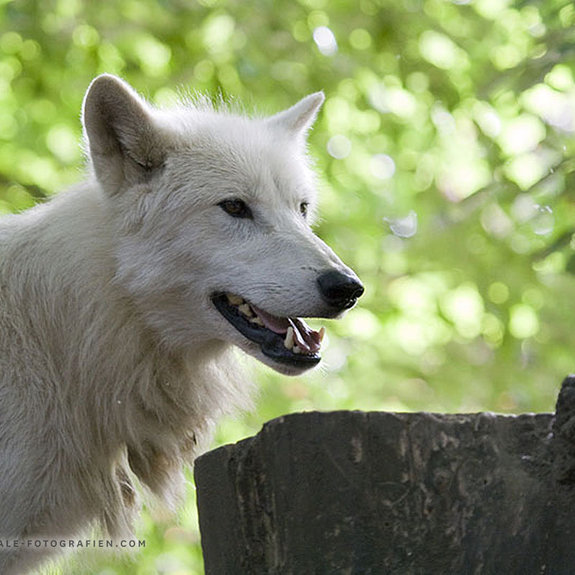Arktischer-Wolf-Duisburger-Zoo-048
