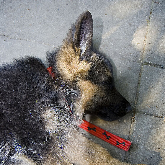 Schaeferhund_Welpe_002