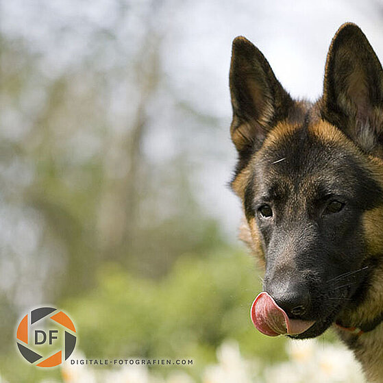 Deutscher-Schaeferhund-Chucky-007