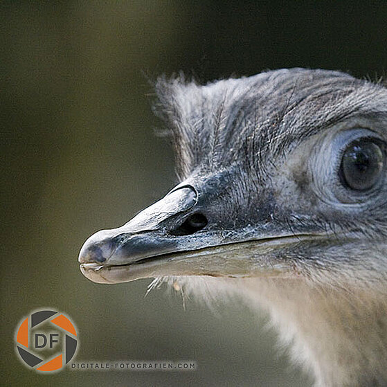 Nandu-Duisburger-Zoo-020