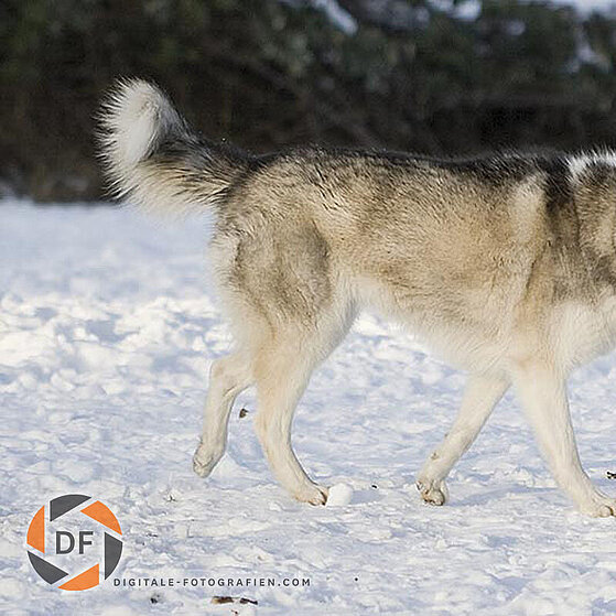 Siberian-Husky-Winter_07