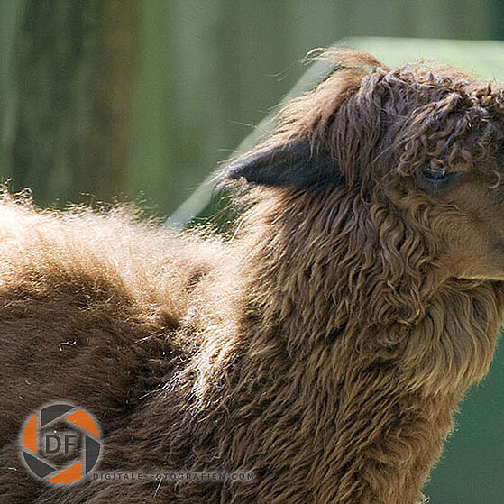 Alpaka-Duisburger-Zoo-022