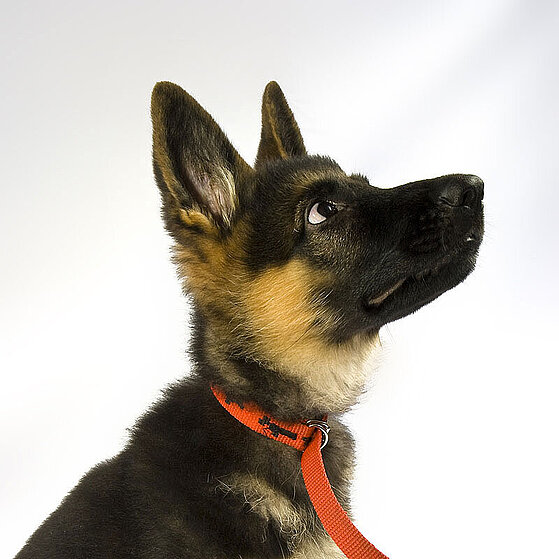 Deutscher_Schaeferhund_Welpe_02