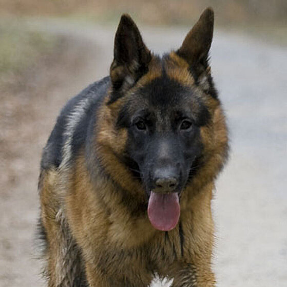 Schaeferhund-im-Wald-20