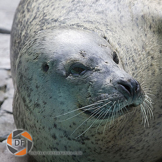 Seehund-Duisburger-Zoo-039