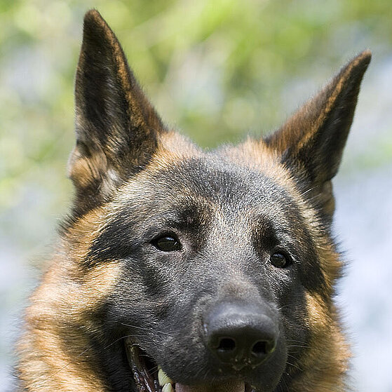 Deutscher-Schaeferhund-Chucky-003