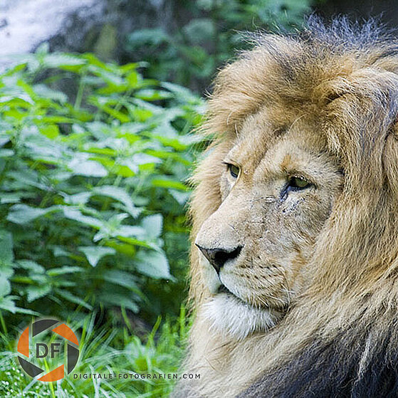 Afrikanischer-Loewe-Duisburger-Zoo-055