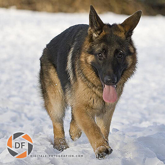 Deutscher-Schaeferhund-Junghund-Winter_01