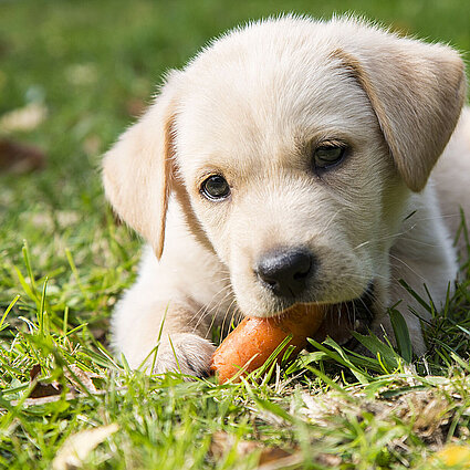 Labrador Welpe