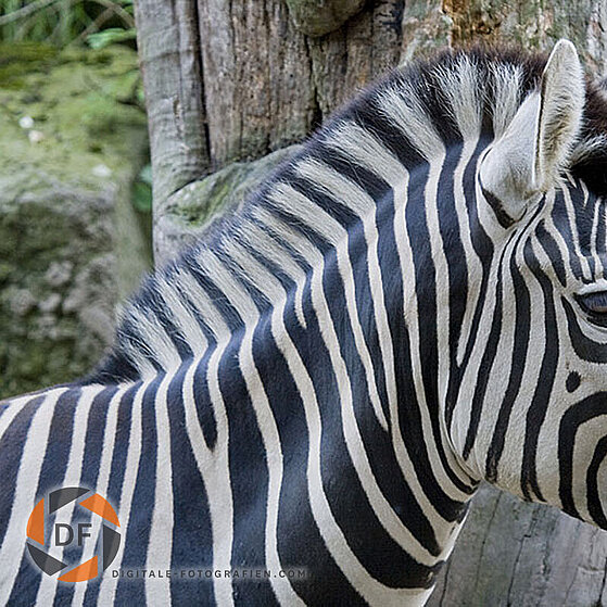 Damara-Steppenzebra-Duisburger-Zoo-036